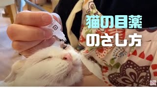 【猫の目薬のさし方】ねこちゃんに目薬するときのポイントをお伝えします！！