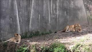 2019/09 ライオン休憩に   in   広島市安佐動物公園