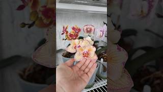 Самые яркие орхидеи в моей коллекции #орхидеи #orchid