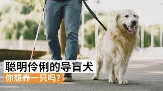 “帮一个人培养他的‘眼睛’” 华裔女孩助养导盲犬 | SBS中文