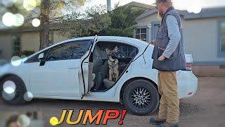 Training to Jump in a Vehicle with Angie the German Shepherd