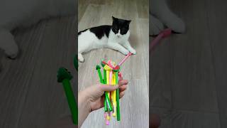 Funny Cat Vasj 🖍🌈 Reverse Video #reversevideo #marblerunandmore #cat