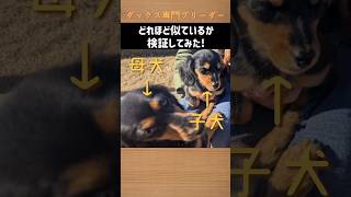 【検証】親子って本当に似てるの？　#ブリーダー直販 #ミニチュアダックス子犬 #ミニチュアダックスパピー #ミニチュアダックスフンド #ダックスちゃんねる