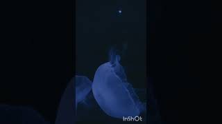 Beautiful undersea nature 8 #shorts #trending #undersea