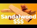 Sandalwood is One of the Most Expensive Woods in the World ($200/KG)