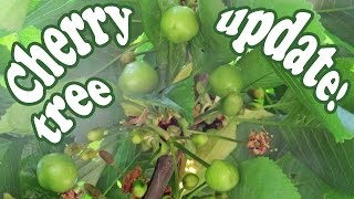 Cherry Tree Plant - Growing Rainier Cherries Fruit Trees - Organic Fruits Plants Gardening - Jazevox