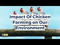 Ecological Impact of Chicken Farming | Sustainability | SEE Wheelers