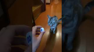 【親バカ】うちの猫は天才！？ #shorts#猫#かわいい