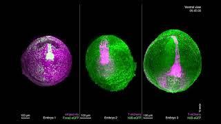 Mouse embryo- mammalian development