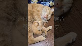 【猫】今日は泊まっていきなぁ🐾家の中でいびきをかいて眠る外猫🐾茶トラのサスケ【癒し】#shorts