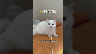 장난감 뺏기기 싫은 고양이 쌀이😾 #고양이 #고양이일상