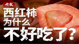 【食录】只有我一个人觉得西红柿越来越难吃了吗？