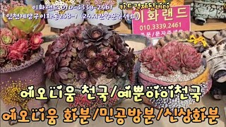 예뿐화분천국/민공방분/에오니움화분/분갈이흙드려요.  이화랜드010-3339-2461 나는농부다282회출연