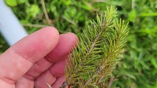 Rhizosphaera Needle Cast on Norway Spruce in Tennessee