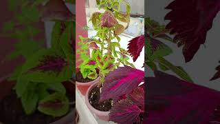 Tilak Tulsi #sortvideo#youtubevideo#butiful plant ☘️☘️☘️