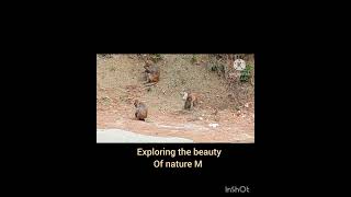 Nature Relaxation 4K, Peaceful Relaxing Look at the monkey's feat of mother truly loving