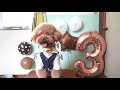 愛犬の誕生日！手作りケーキでお祝いです！※感動注意！