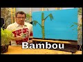 A quoi sert le rhizome du bambou ? - C'est Pas Sorcier