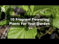 Ten Fragrant Flowering Plants for Your Garden | Gardeners' Day Out