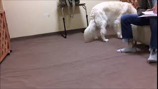 犬の整体・マッサージ教室１２４