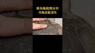 将乌龟和壳拆开，乌龟还能活吗？