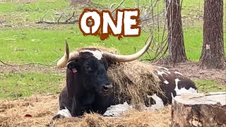 Loading The Longhorn Herd and Making the Move to New Ranch