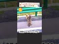 路上で大喧嘩をするマーモット おもしろ動物動画 かわいい動物動画 ウッドチャック