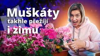 PŘEZIMUJTE MUŠKÁTY jako ODBORNÍK - tipy k pěstování pelargonií