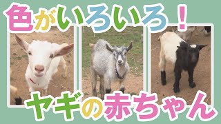 色がいろいろ！３頭のヤギの赤ちゃん【アニマルxAnimal】