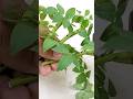 Simple And Effective Rose Cuttings From Bananas#reelsvideoシ#GardenDesign #kating