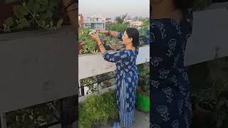 चलो अब घर पे ही रोज की सब्जी का जुगाड हो गया । मेरा किचन गार्डन । #viralshort #kitchengarden