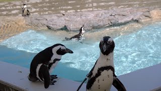 ペンギンを眺めるだけの動画 (Video of just watching penguins.)