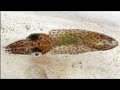 Facts: The Northern Pygmy Squid