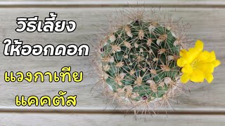 เลี้ยงแคคตัสเเวงการเทียไม่ออกดอก แก้ยังไง ? l Weingartia Cactus