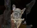 Nano French bulldog #cuteanimal #frenchbulldoglover #puppy #frenchbulldoglove