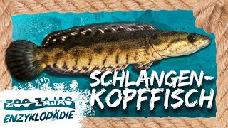 CHANNA DER GLÄNZENDE SCHLANGENKOPFFISCH | FISCHENZYKLOPÄDIE | Zoo Zajac