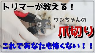 【犬の爪切り】トリマーが教える爪切りのコツ！！～これであなたも怖くない～