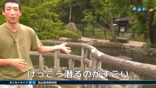 旭山動物園情報「探してみよう！ととりの鳥たち！」（2016年7月16日放送）