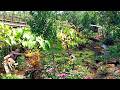 Harvest mustard greens, plant melons and taro, garden on the mountain ep 200