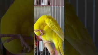 羽繕いして頭挟もうかな。アンヨかわいい#かわいいインコ #癒しインコ #インコしか勝たん #天国言葉