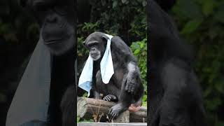 #chimpanzee long scarf  TaipeiZoo   #黑猩猩 長巾 台北市立動物園