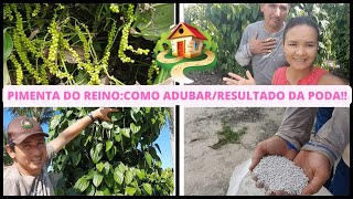 PIMENTA DO REINO: Como adubar🤠/Resultado da poda drástica🤩/Dicas😉/Silvania Rossatti/Silvania Ramos