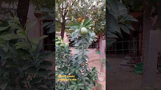 चकोतरा #pomelofruit details grow tips || Full video on channel