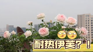 什么？竟然有耐热的伊芙？啪的一下我马上就进来了（婚礼盒广东秋花）