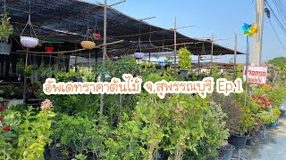 อัพเดทราคาต้นไม้ ร้านต้นไม้ จ.สุพรรณบุรี Ep.1 | 21 ธันวาคม 2564