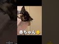 犬のお風呂は一大イベント💦ブラックタンチワワの麦 shorts チワワ ブラックタンチワワ funnydogs dog cutedogs 可愛い シャワー お風呂