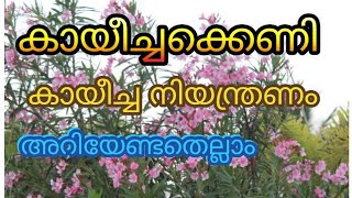 കായീച്ചക്കെണി | കായീച്ച നിയന്ത്രണം |  പാവൽ | പടവലം|  വെള്ളരി |  കീടനിയന്ത്രണം | കായീച്ച|FARM CARTEL