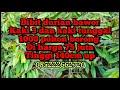 BIBIT DURIAN 1000 POHON || Azwan madrid