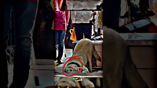 The dog is always devotee of Kal Bhairav🕉️🚩 | wait for end | #shorts #kalbhairav #mahadev #hindu