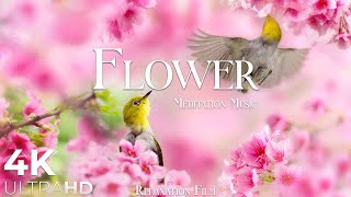 Flower 4K Nature Relaxation Film - Healing and Meditation Music